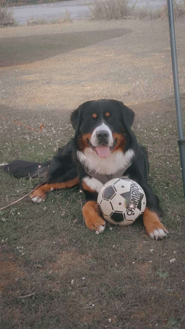 Noa